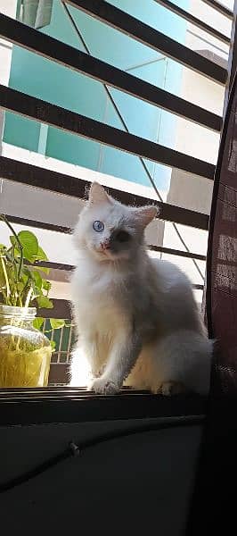 female cat for sale blue and yellow eyes 3