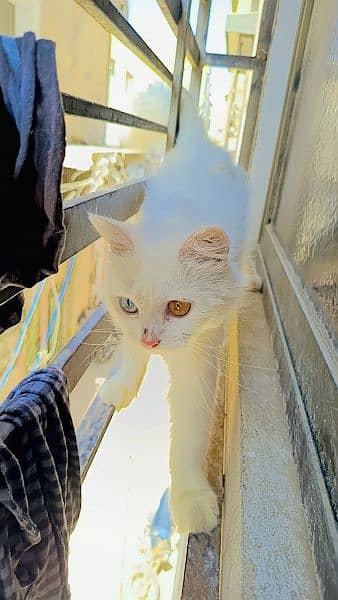 female cat for sale blue and yellow eyes 4
