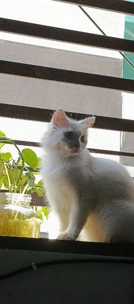 female cat for sale blue and yellow eyes 6