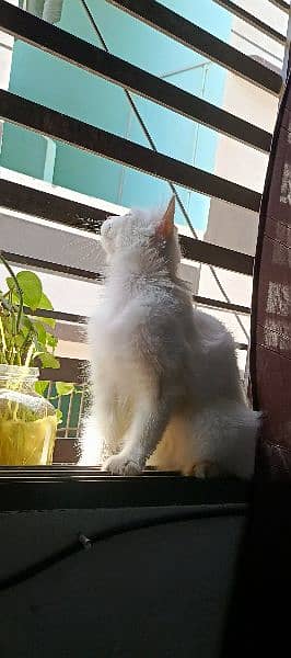 female cat for sale blue and yellow eyes 7