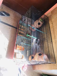 BUDGIE Australian Parrot With CAGE