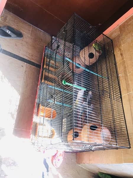 BUDGIE Australian Parrot With CAGE 0