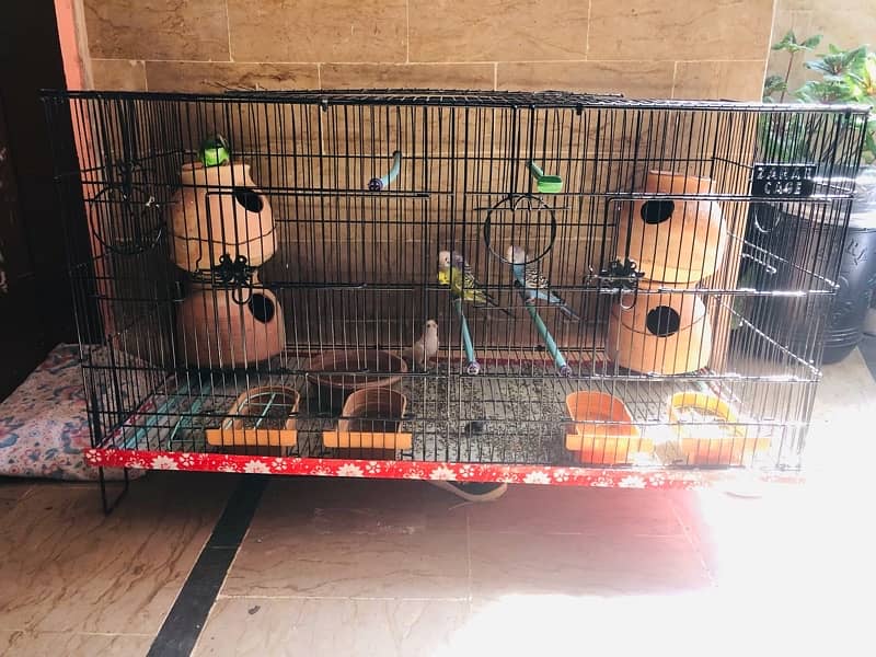 BUDGIE Australian Parrot With CAGE 1
