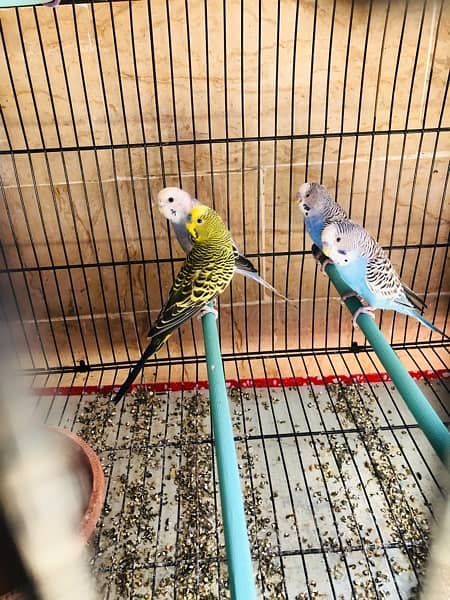 BUDGIE Australian Parrot With CAGE 2