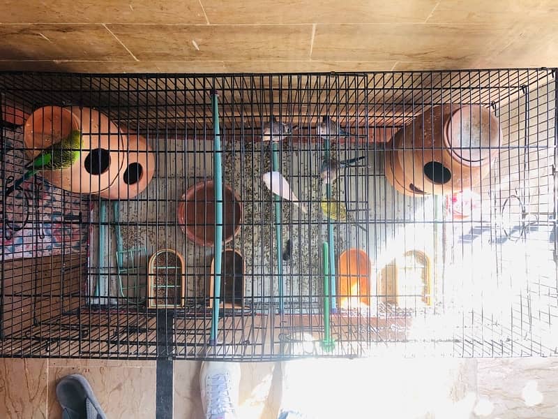 BUDGIE Australian Parrot With CAGE 3