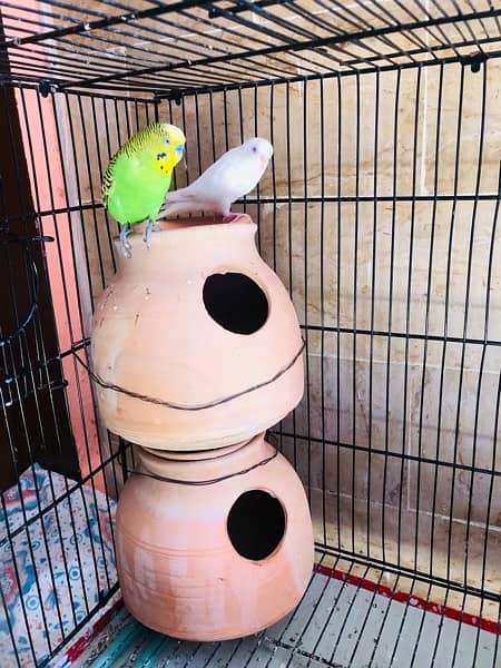 BUDGIE Australian Parrot With CAGE 4
