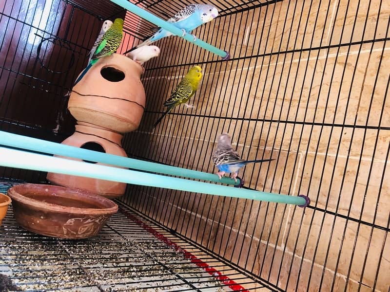 BUDGIE Australian Parrot With CAGE 5