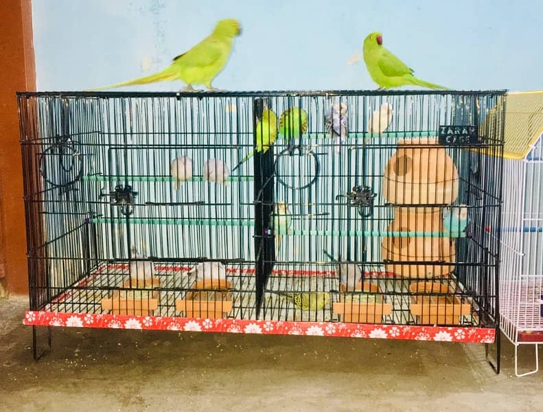 BUDGIE Australian Parrot With CAGE 6