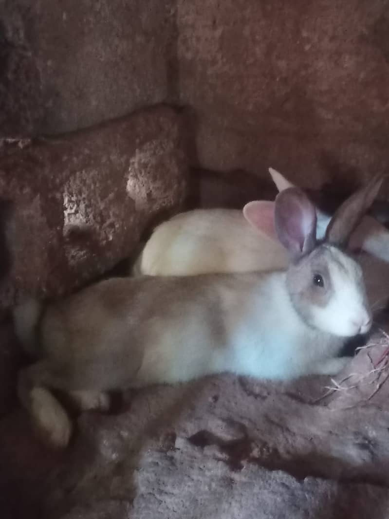 new zeland rabbit dies cros 1