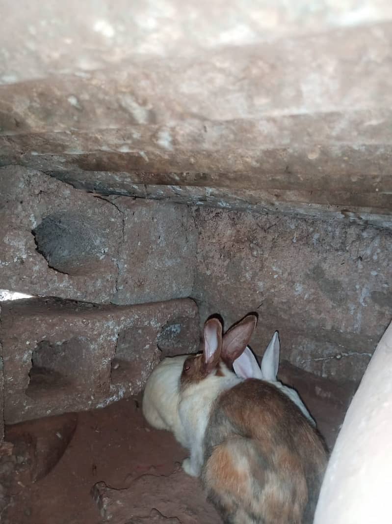 new zeland rabbit dies cros 3