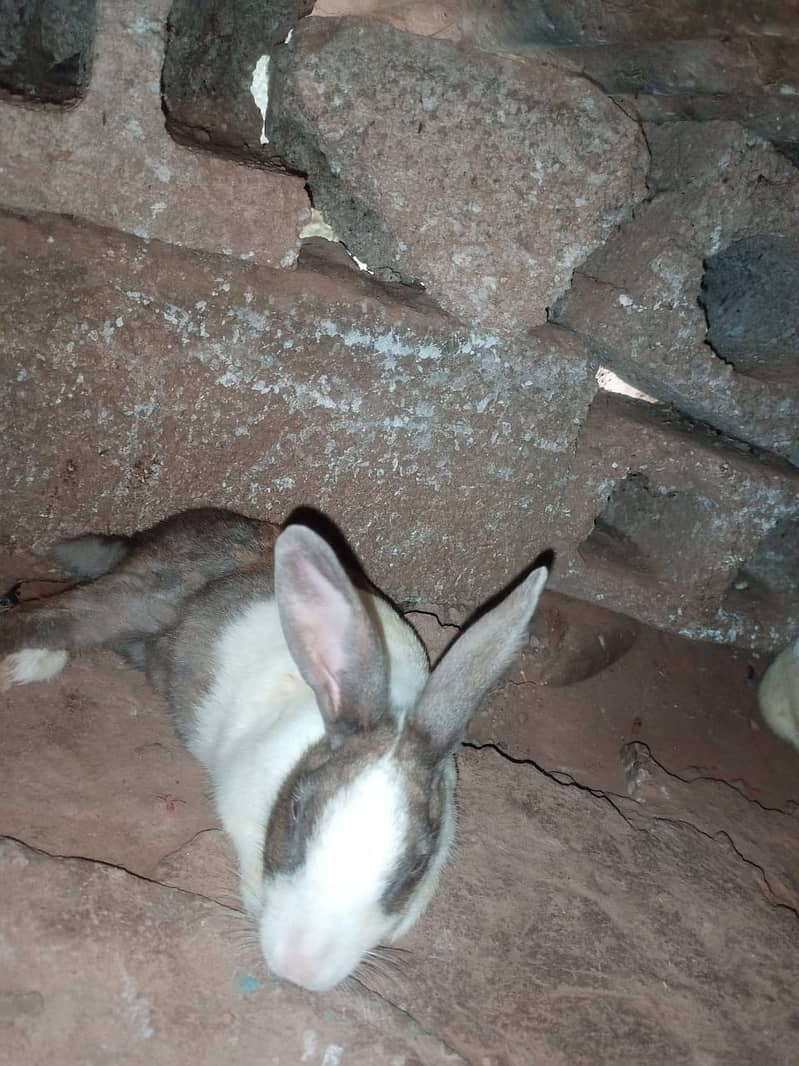 new zeland rabbit dies cros 4