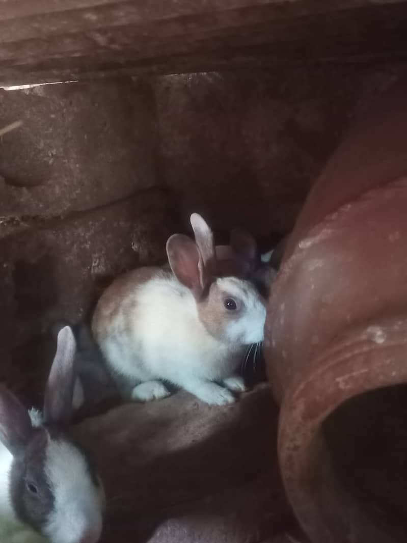 new zeland rabbit dies cros 6
