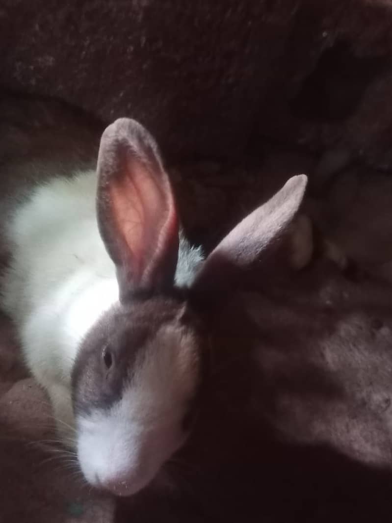 new zeland rabbit dies cros 7