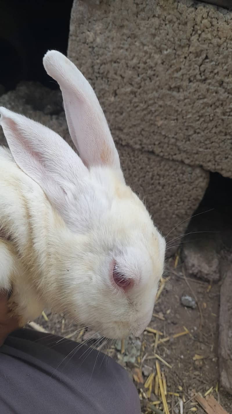 new zeland rabbit dies cros 8