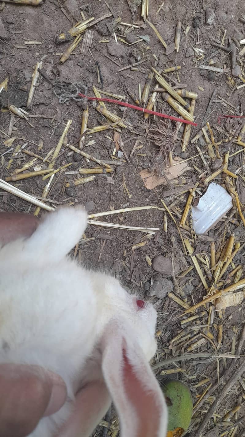 new zeland rabbit dies cros 9