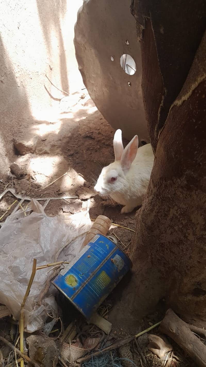 new zeland rabbit dies cros 11