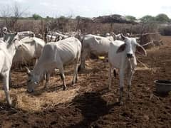 Qurbani Bulls, Cows for Welfares and Madaris