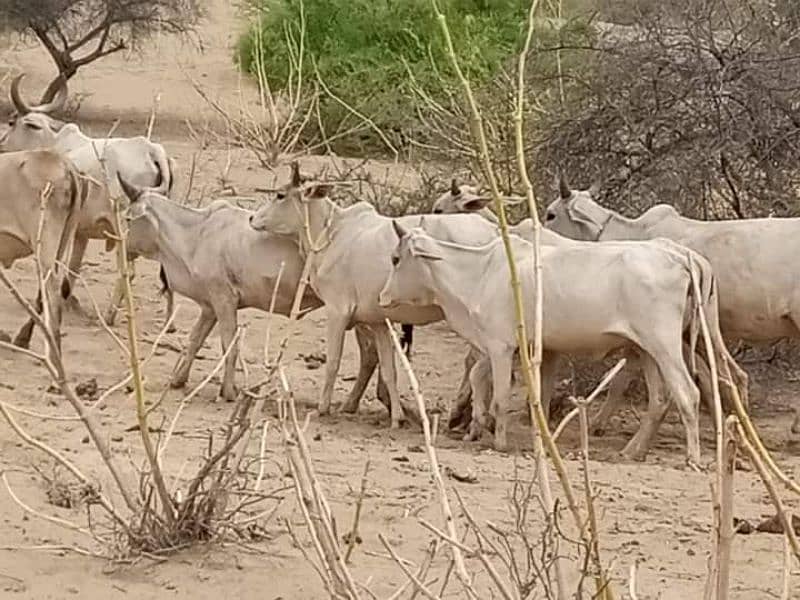Qurbani Bulls, Cows for Welfares and Madaris 1