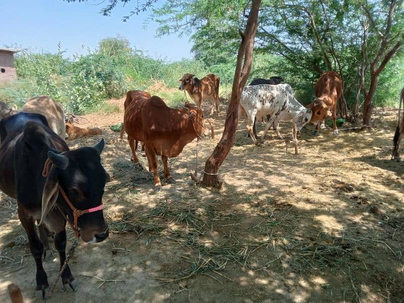 Qurbani Bulls, Cows for Welfares and Madaris 2