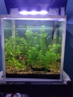 Planted Aquarium 0