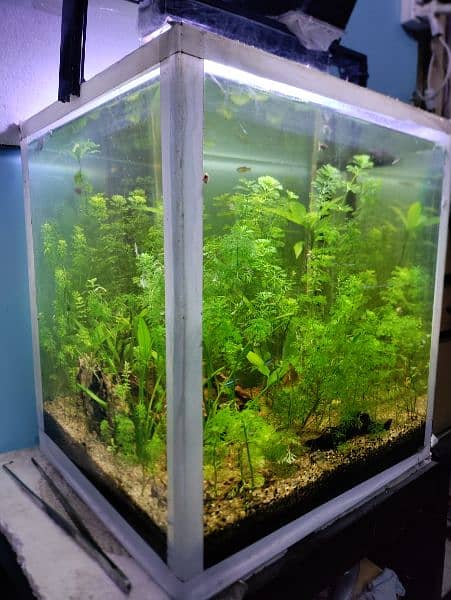 Planted Aquarium 2