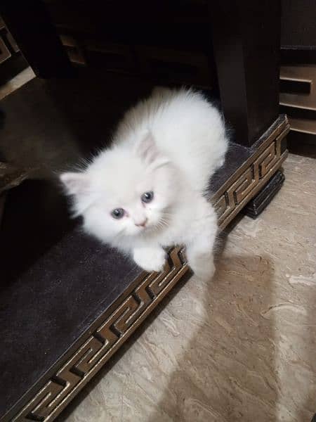 kitten persian 5