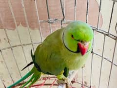 green parrot male urgent sale time nh de Parha
