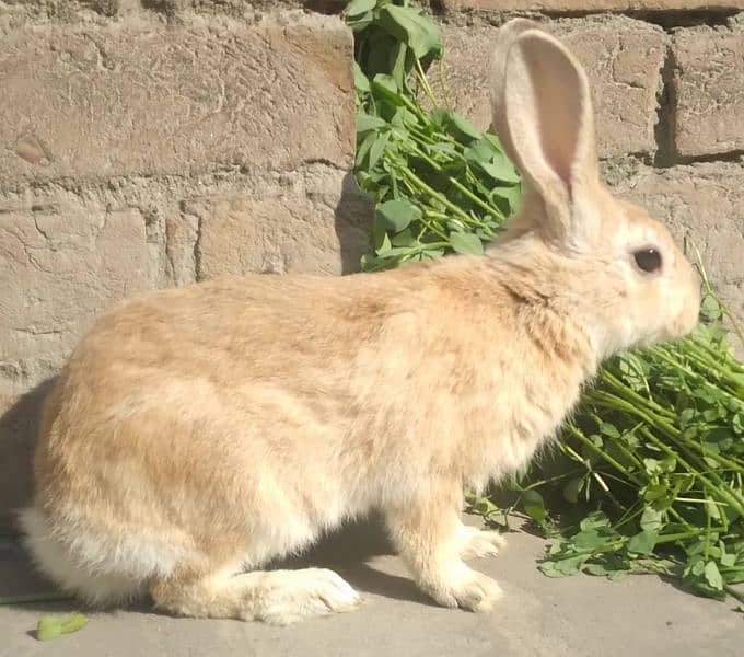 Rabbit White Angora-like, Almost all Brown, Red Eye, and others 19