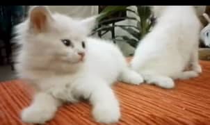 urgent sale pure white Persian mail/female (single) available. . .