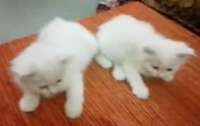 urgent sale pure white Persian mail/female (single) available. . .