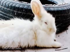 ingora rabbit. 1 jora 2000
