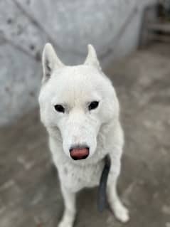 playful  active white husky for sale onlu beacuse space issue