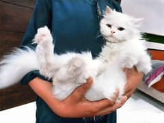 Beautiful Female Persian Cat.
