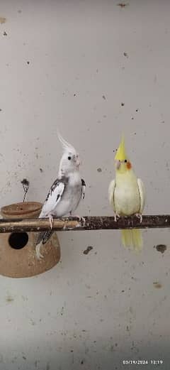 Cocktail Pair and Sun Conure Adult Male Available for Sale