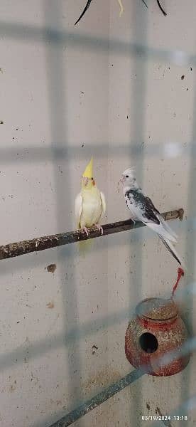 Cocktail Pair and Sun Conure Adult Male Available for Sale 2