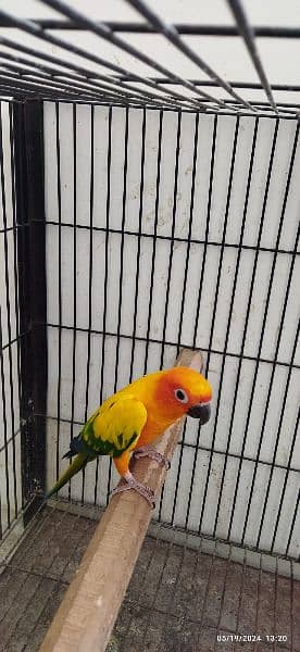 Cocktail Pair and Sun Conure Adult Male Available for Sale 3