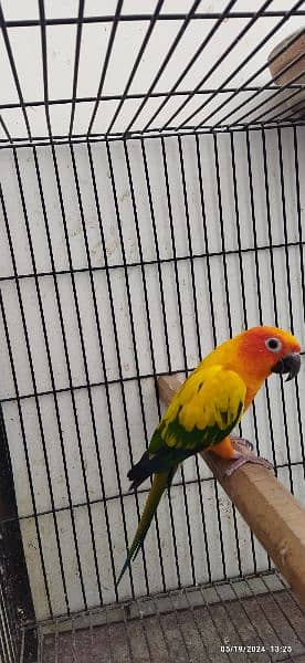 Cocktail Pair and Sun Conure Adult Male Available for Sale 4