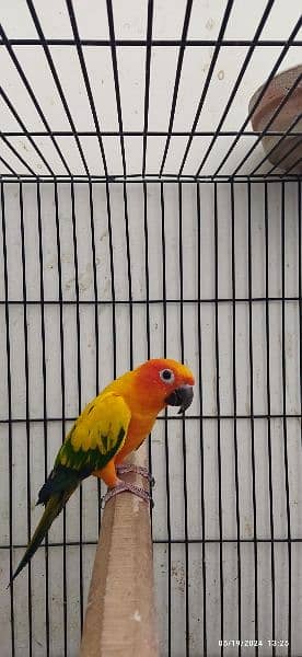 Cocktail Pair and Sun Conure Adult Male Available for Sale 5