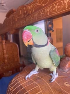 raw parrot for sale