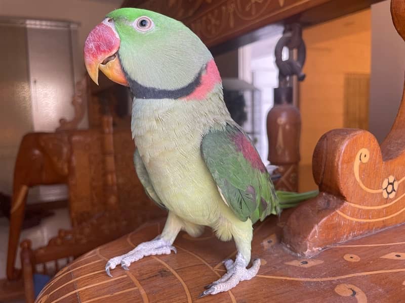 raw parrot for sale 2