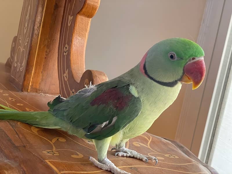 raw parrot for sale 3