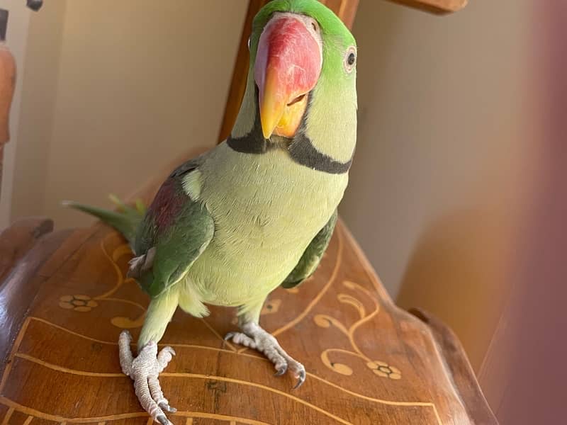 raw parrot for sale 4