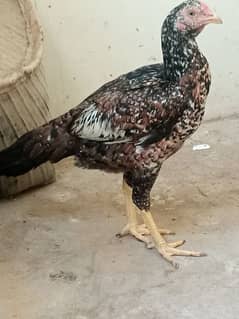 Aseel Mianwali and Golden Misri Male female for sale 100% Eggs lying