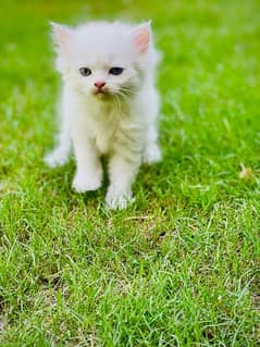 persian triple coat white kitten
