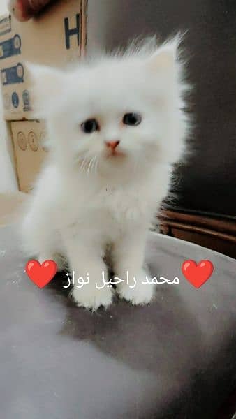 Persian punch face kitten's male,female and pair wp3/1/1/6/3/0/0/9/4/3 2