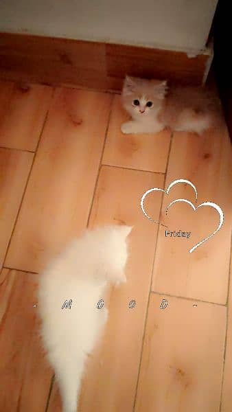 Persian punch face kitten's male,female and pair wp3/1/1/6/3/0/0/9/4/3 3