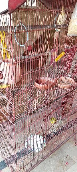 Bird Cage With Parrot 1