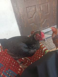 pure aseel hen for sale 0