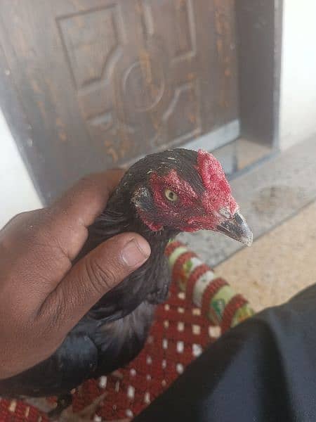 pure aseel hen for sale 1