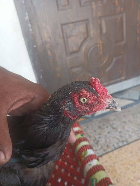 pure aseel hen for sale 2